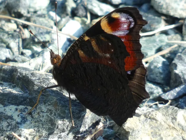 Nymphalis io - nappali pávaszem