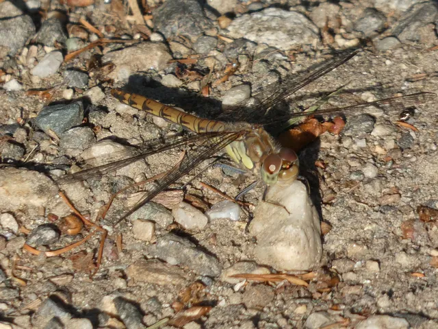 Sympetrum striolatum - harántsávos katona-szitakötő
