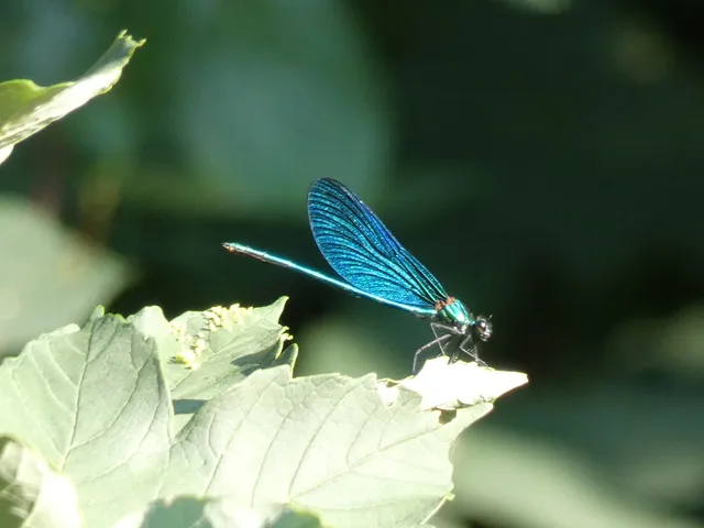 Calopteryx virgo - kisasszony-szitakötő