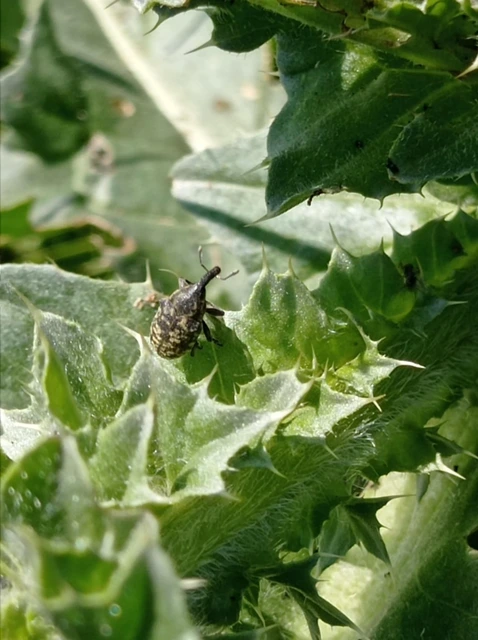 Larinus
