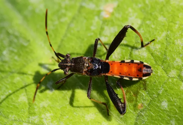 Camptopus lateralis - görbelábú karimáspoloska