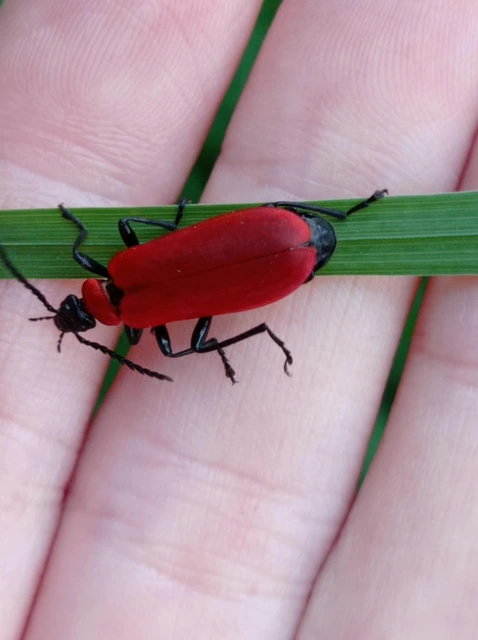Pyrochroa coccinea - nagy bíborbogár