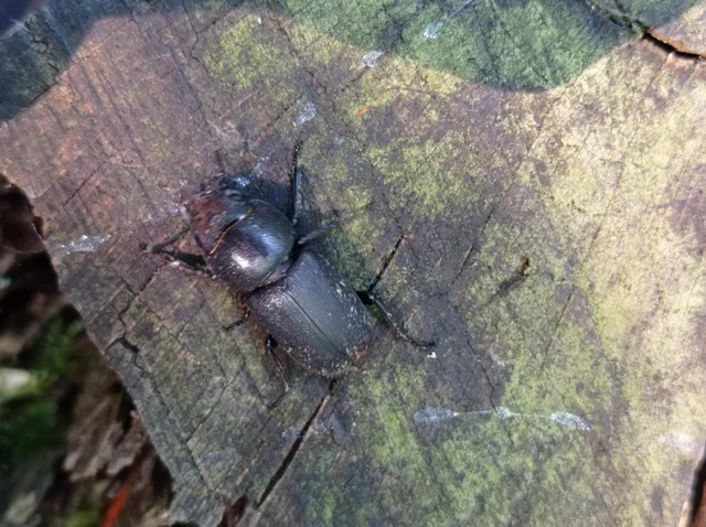Dorcus parallelipipedus - kis szarvasbogár