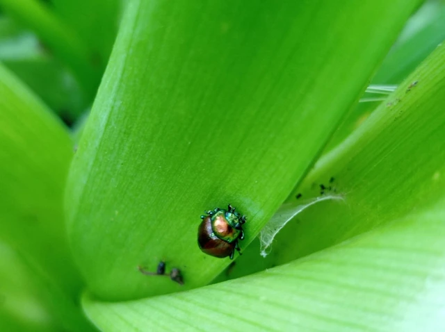 Chrysolina polita - réti mentalevelész Chrysolina polita - réti mentalevelész