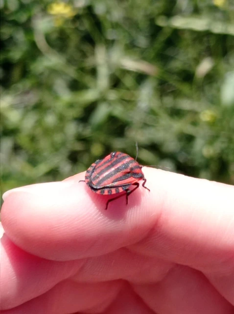 Graphosoma italicum - csíkos pajzsospoloska