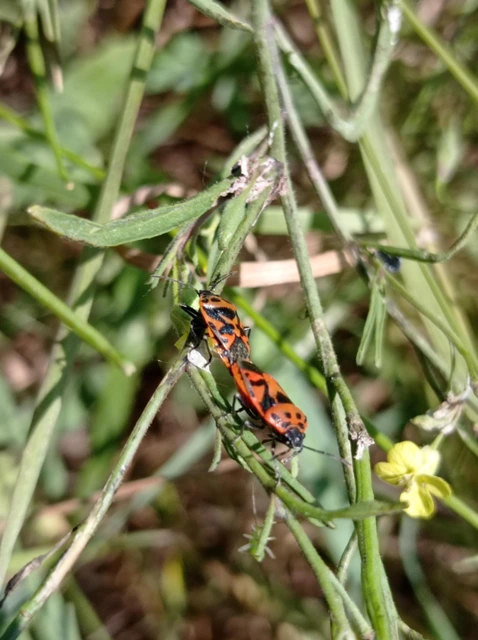 Eurydema ornata - díszespoloska Eurydema ornata - díszespoloska