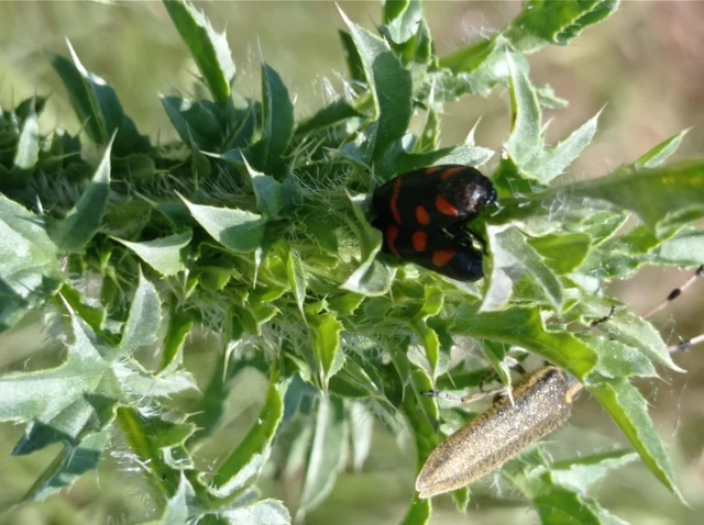 Cercopis arcuata/sanguinolenta