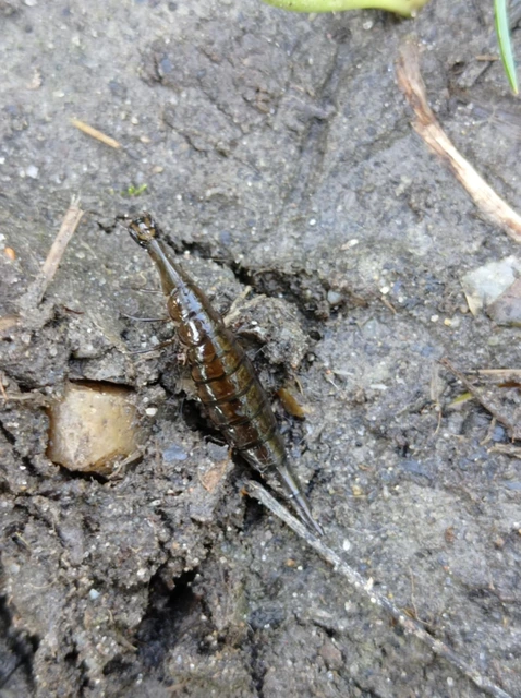 Dytiscidae - csíkbogárfélék