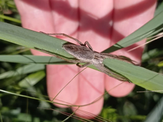 Pisaura mirabilis - csodáspók