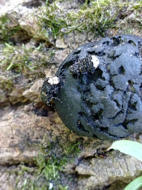 Platyrhinus resinosus - nagy orrosbogár