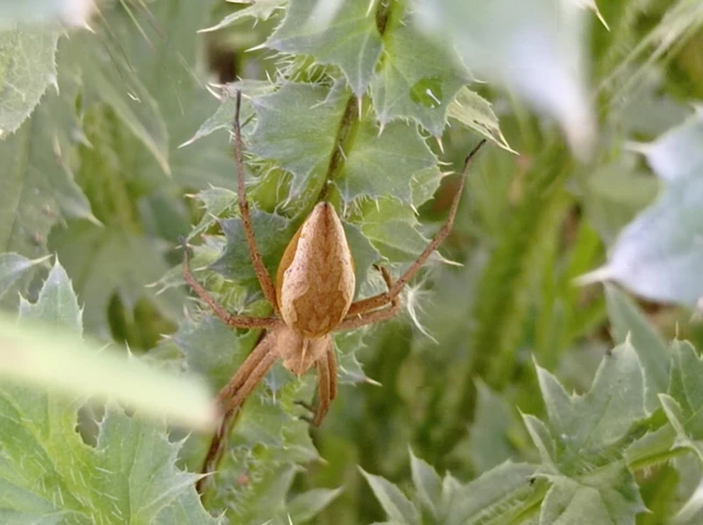 Pisaura mirabilis - csodáspók