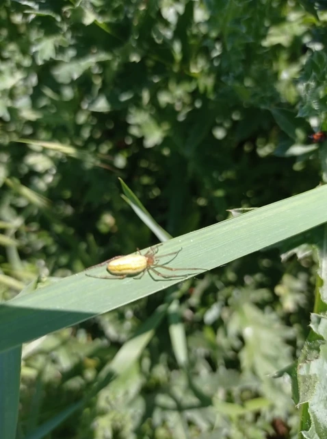 Tetragnatha