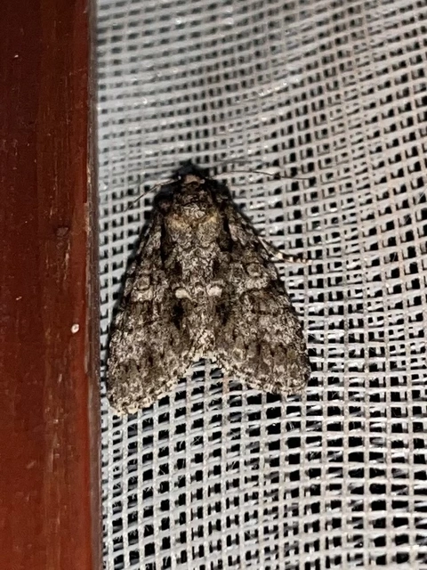 Acronicta rumicis - sóska-szigonyosbagoly