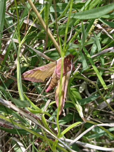 Deilephila porcellus - piros szender