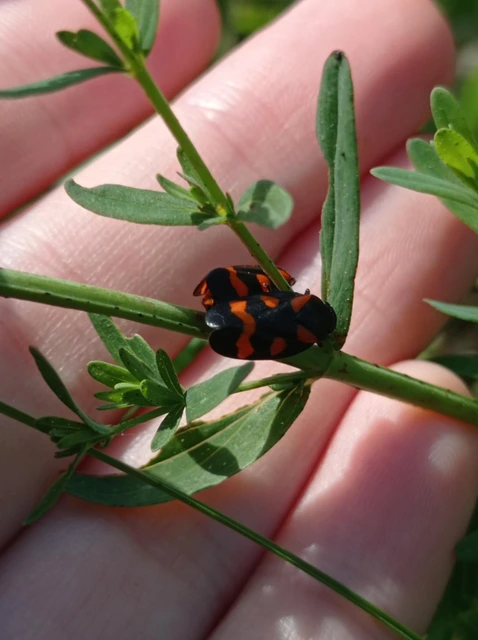 Cercopis arcuata/sanguinolenta