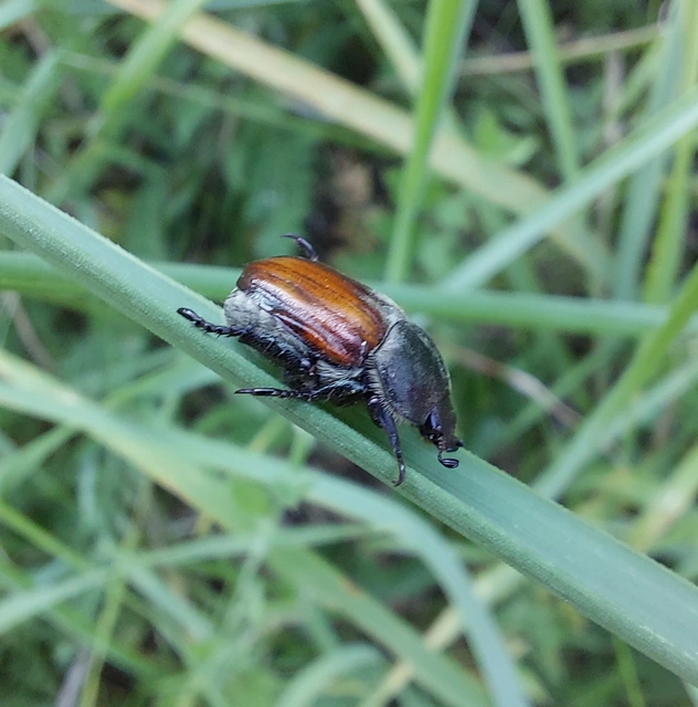 Anisoplia tempestiva - gabonaszipoly