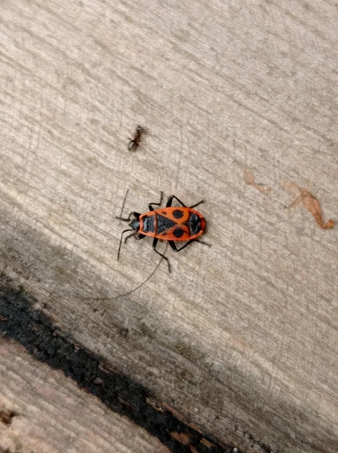 Pyrrhocoris apterus - verőköltő poloska