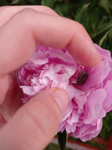 Oxythyrea funesta - sokpettyes virágbogár