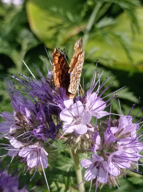 Melitaea phoebe - nagy tarkalepke