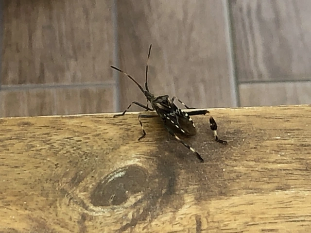 Leptoglossus occidentalis - nyugati levéllábú poloska Leptoglossus occidentalis - nyugati levéllábú poloska