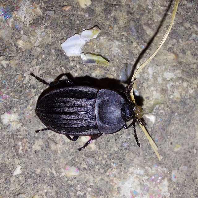 Silpha carinata - karimás dögbogár