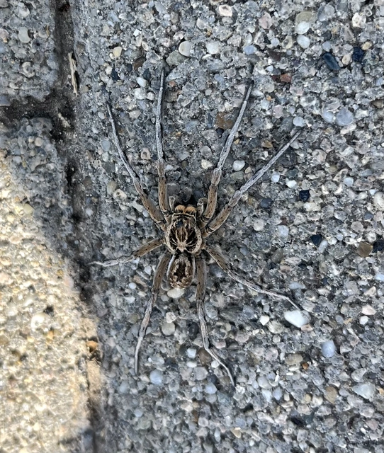 Geolycosa vultuosa - pokoli cselőpók