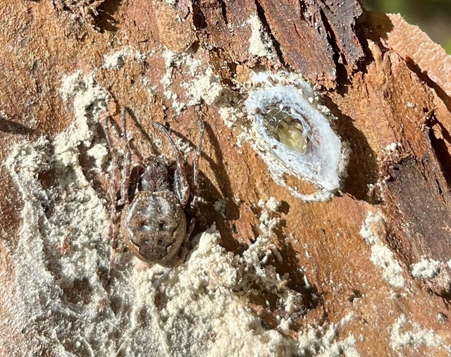 Cheiracanthium