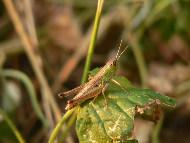 Pseudochorthippus parallelus - közönséges rétisáska