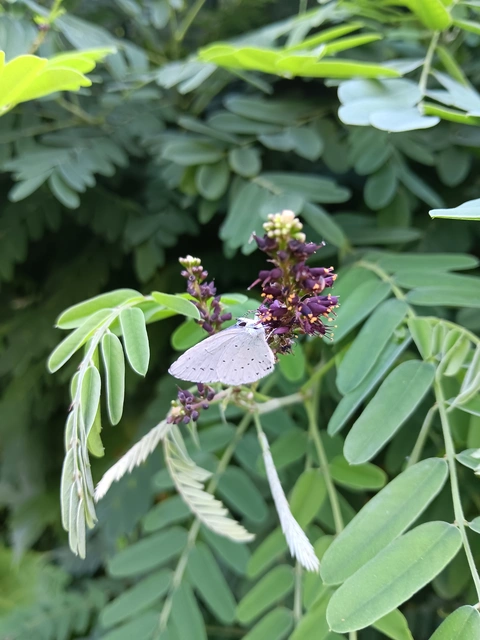 Celastrina argiolus - bengeboglárka