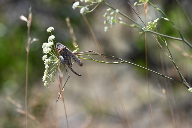 Decticus verrucivorus - szemölcsevő szöcske