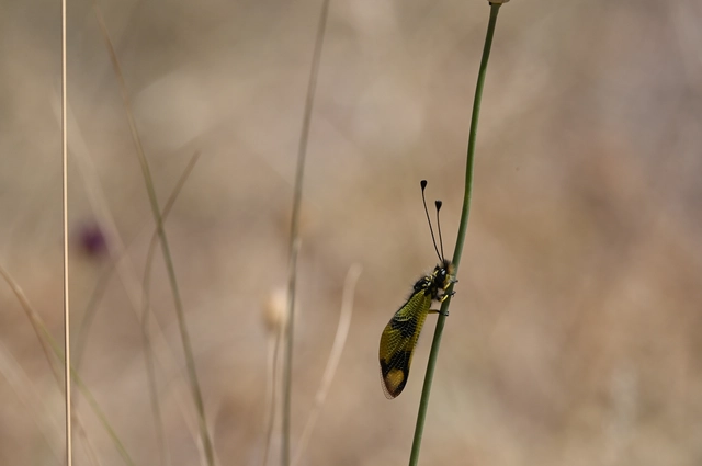 Libelloides macaronius - keleti rablópille