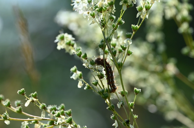 Acronicta rumicis - sóska-szigonyosbagoly