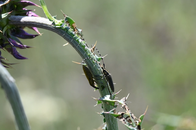 Agapanthia villosoviridescens - fehérgyűrűs bogáncscincér