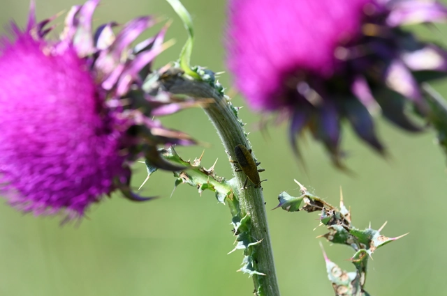Lixus cardui/filiformis