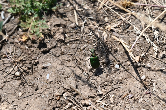 Cicindela campestris - mezei homokfutrinka