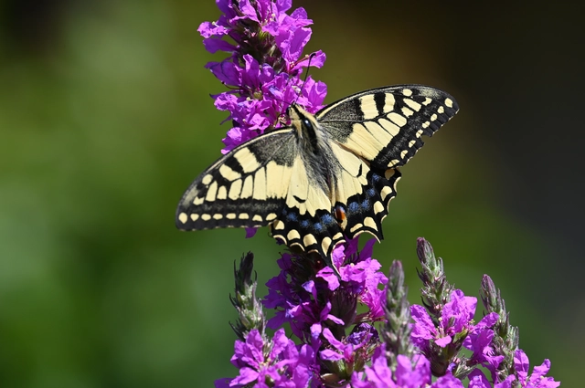Papilio machaon - fecskefarkú lepke