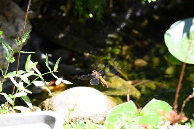 Libellula depressa - széles laposacsa