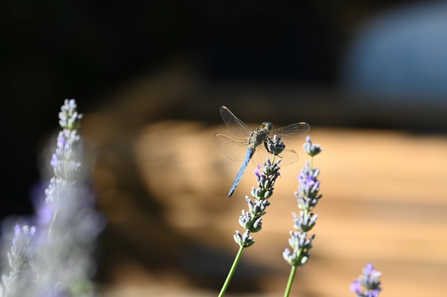 Orthetrum coerulescens - karcsú pásztorszitakötő