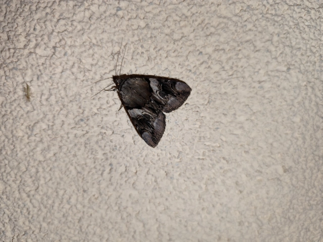 Catocala fulminea - galagonya-övesbagoly
