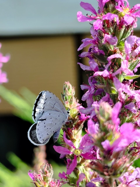 Celastrina argiolus - bengeboglárka