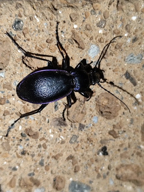 Carabus scheidleri - változó futrinka