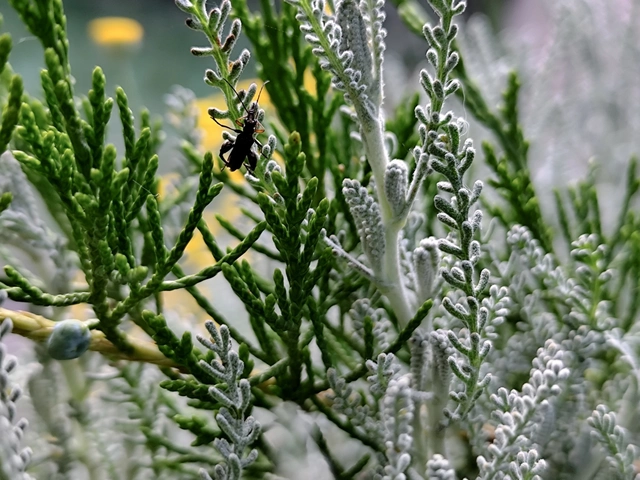 Oedemera flavipes - sárgalábú álcincér Oedemera flavipes - sárgalábú álcincér