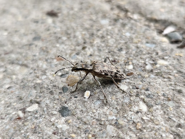 Rhagium inquisitor - fenyves-tövisescincér