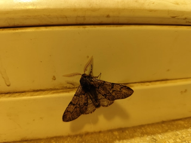 Biston strataria - barnapettyes araszoló