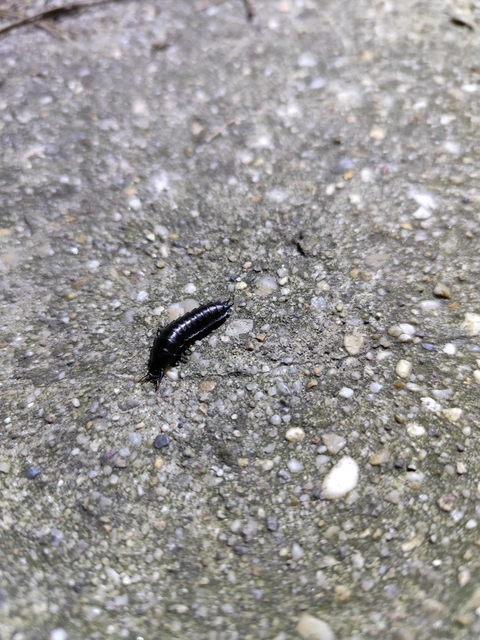 Carabus