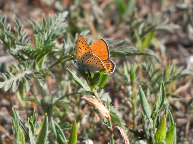 Lycaena thersamon - kis tűzlepke