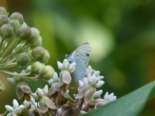 Celastrina argiolus - bengeboglárka