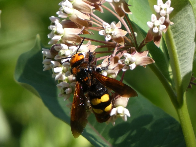 Megascolia maculata - óriás-tőrösdarázs
