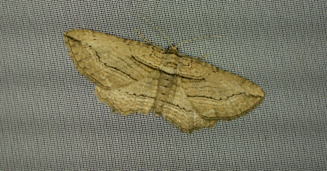 Horisme corticata - barna iszalagaraszoló
