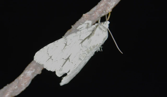 Acronicta cuspis/tridens/psi